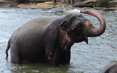 Sri Lanka. Una lágrima con profundas huellas