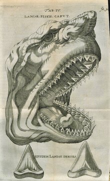 Los dientes del tiburón